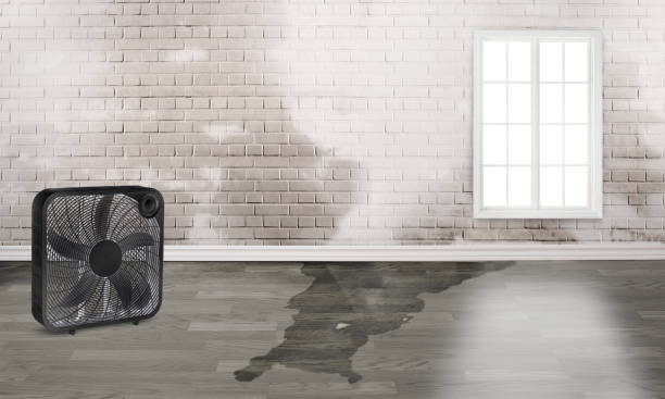 Best Local water damage restoration  in Salina, OK